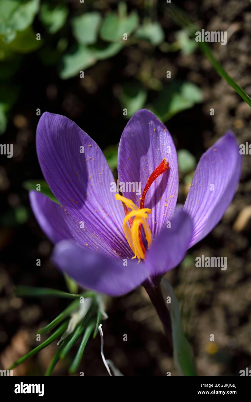 France, Jura, Chissey sur Loue, Crocus (Crocus sativus), saffron producer Claude Ancedy, flowers before harvest in october Stock Photo