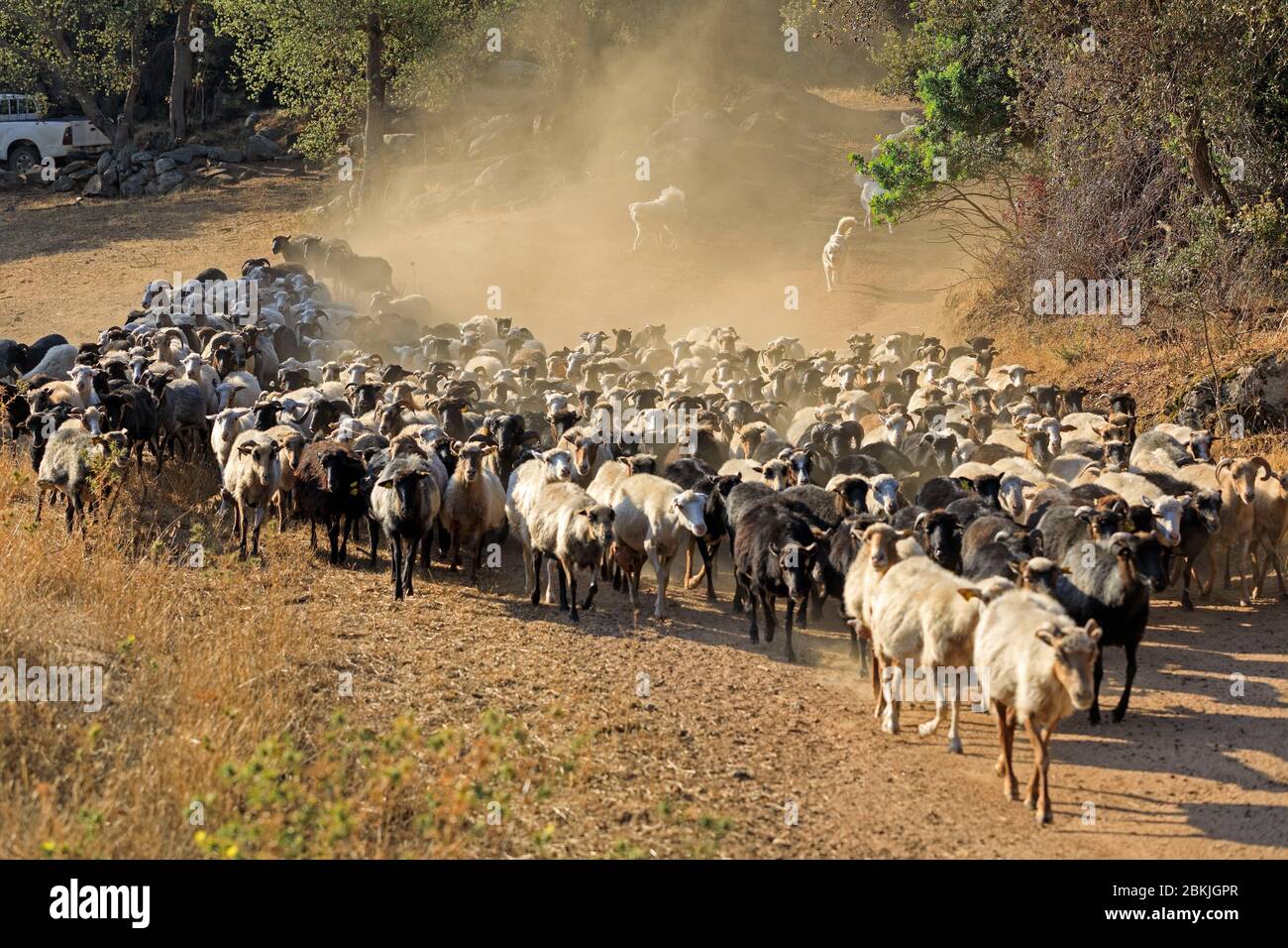 France, Corse du Sud, Domaine de Murtoli, Cauria plateau, farm, sheep (Compulsory Mention Domaine de Murtoli) Stock Photo