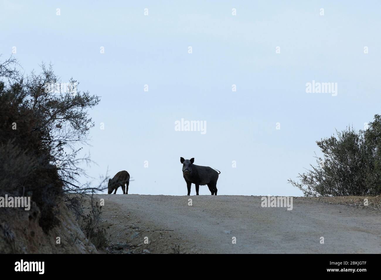 France, Corse du Sud, Domaine de Murtoli, wild boars (Compulsory Mention Domaine de Murtoli) Stock Photo