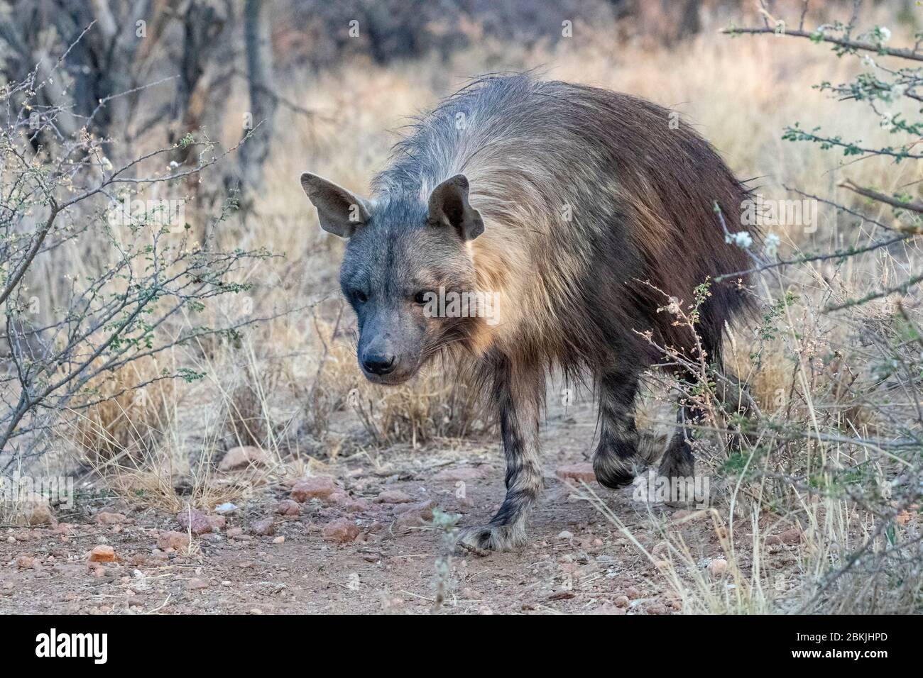 Strandwolf Captive hyena hi-res stock photography and images - Alamy