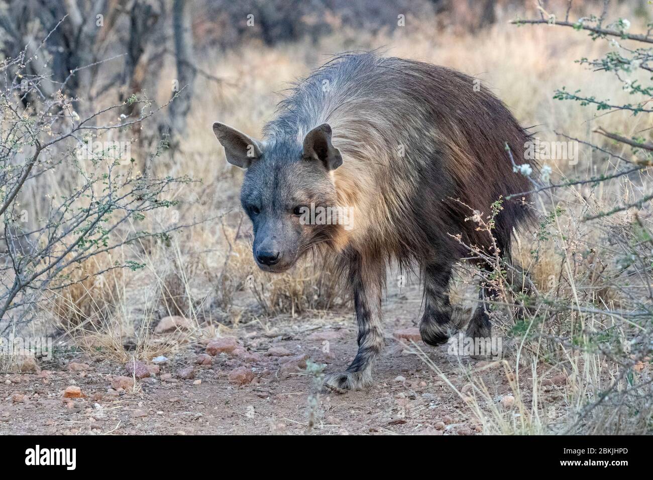 Namibia, Private reserve, Brown hyena or Strandwolf (Parahyaena brunnea, before Hyaena brunnea), captive Stock Photo