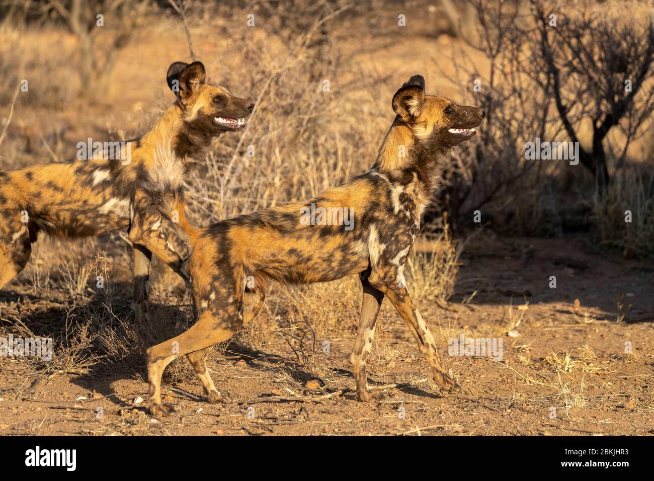 Namibia, Private reserve, African wild dog or African hunting dog or African painted dog (Lycaon pictus), adult, captive Stock Photo
