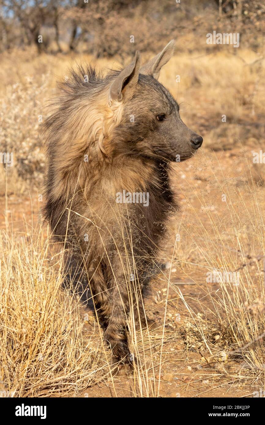 Strandwolf Namibia, Private reserve, Brown hyena or Strandwolf (Parahyaena brunnea ...