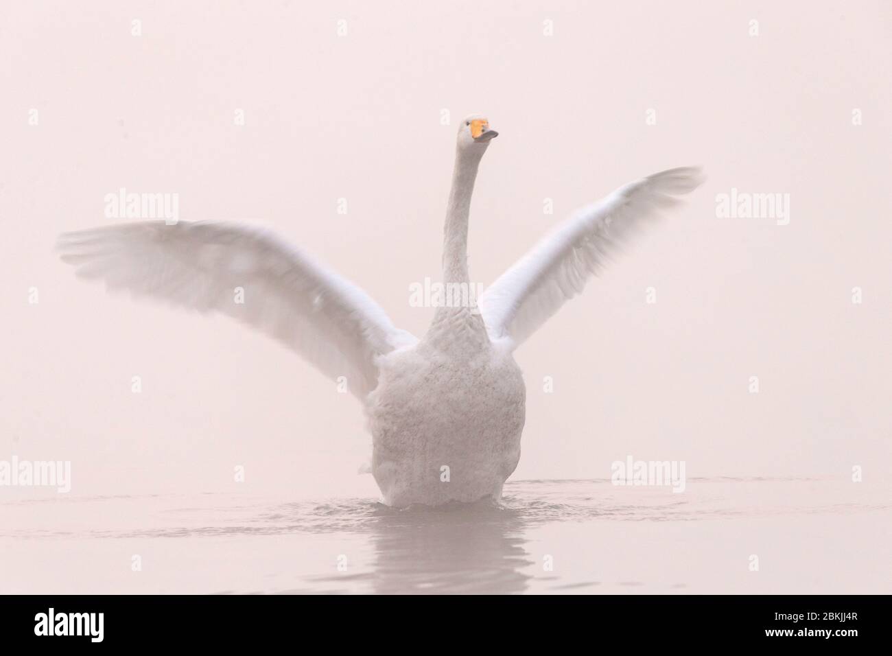 China, Henan ptovince, Sanmenxia, Whooper swan (Cygnus cygnus) Stock Photo