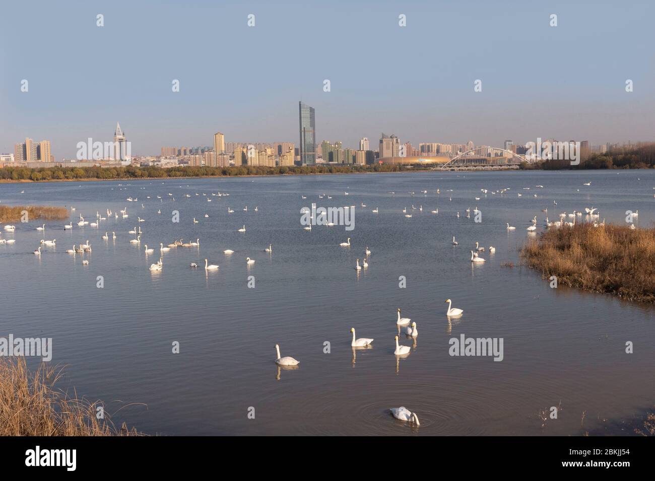 China, Henan ptovince, Sanmenxia, Whooper swan (Cygnus cygnus), Stock Photo