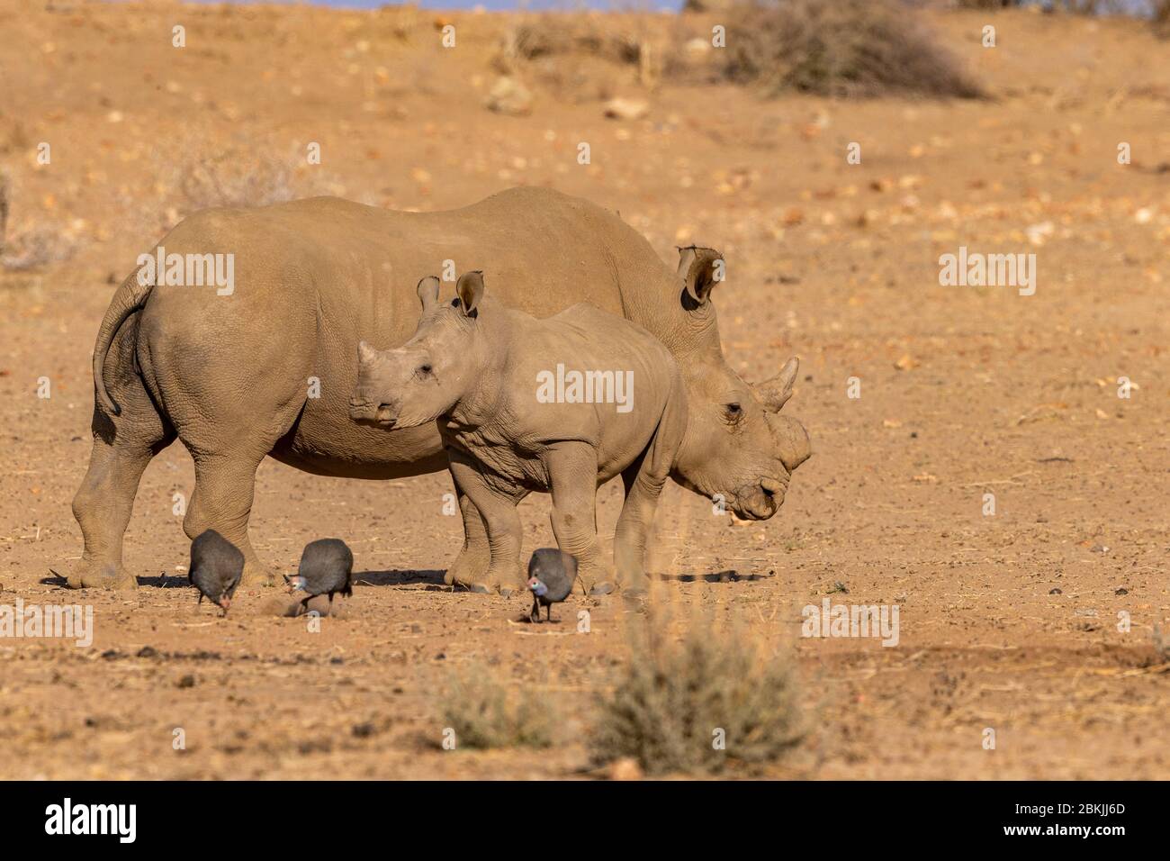 Namibia, Private reserve, White rhinoceros or square-lipped rhinoceros (Ceratotherium simum), mother and young, captive Stock Photo