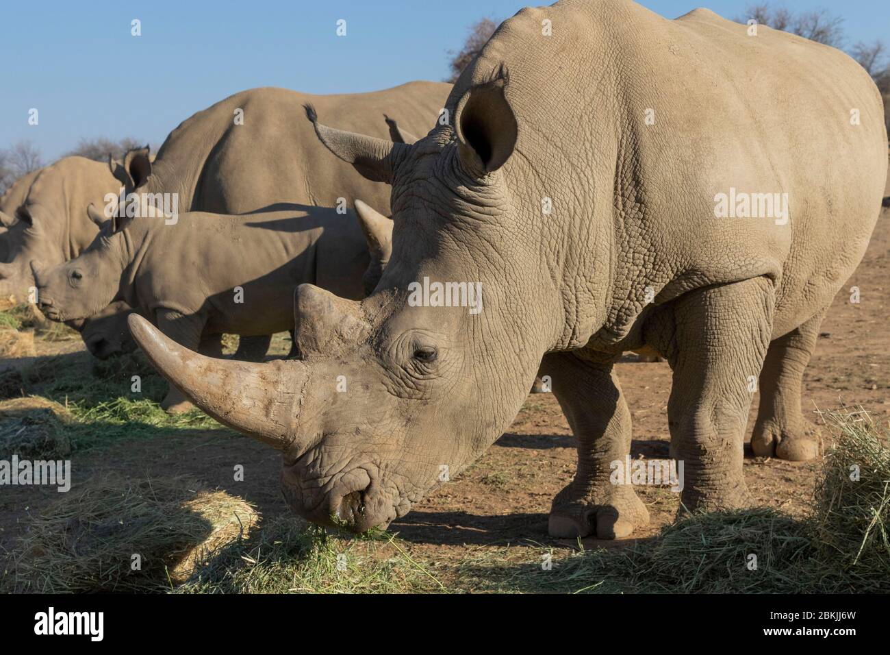 Namibia, Private reserve, White rhinoceros or square-lipped rhinoceros (Ceratotherium simum) , Adults and youngs, Rescue center, captive Stock Photo