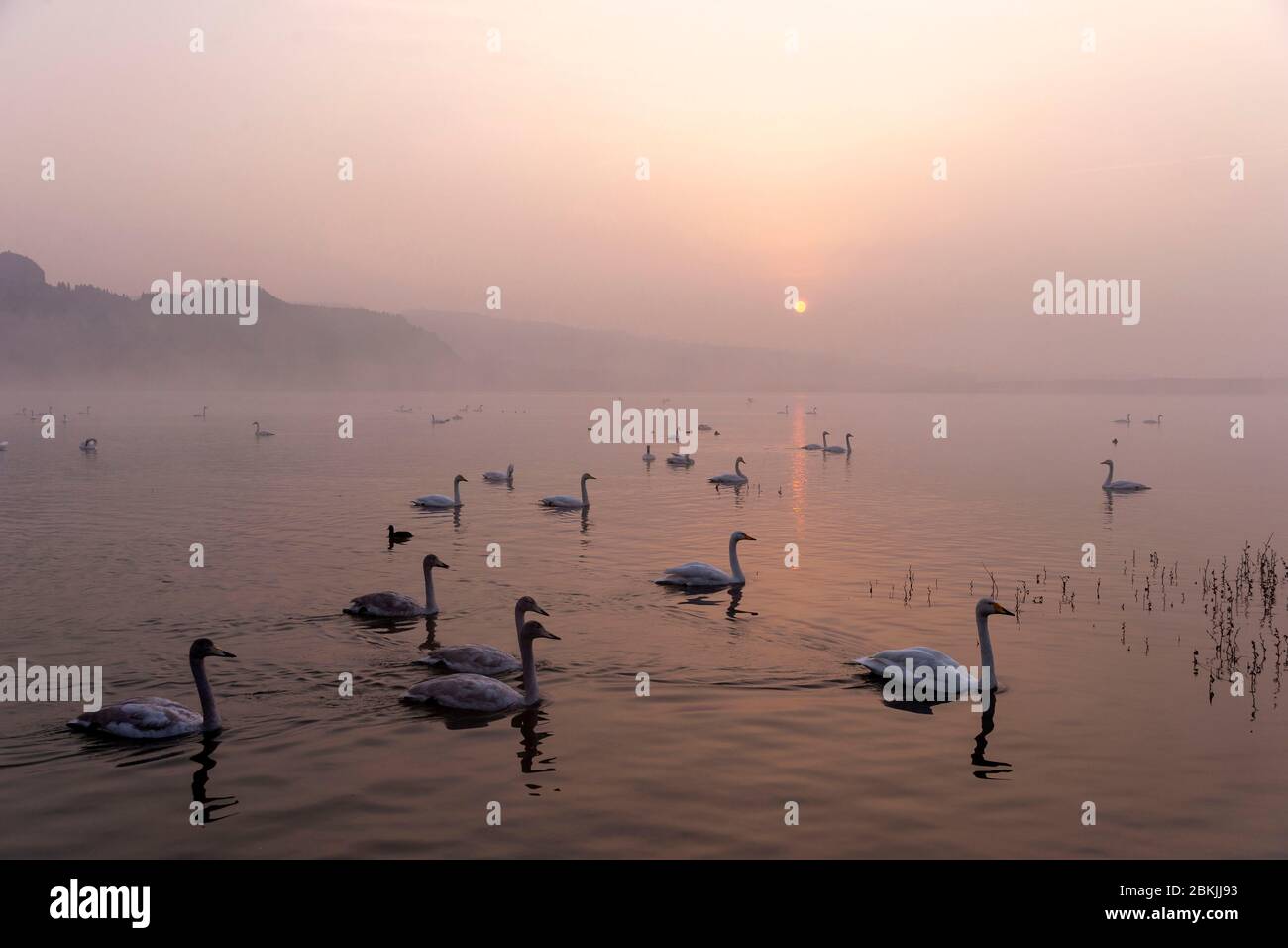 China, Henan ptovince, Sanmenxia, Whooper swan (Cygnus cygnus), at sunrise Stock Photo