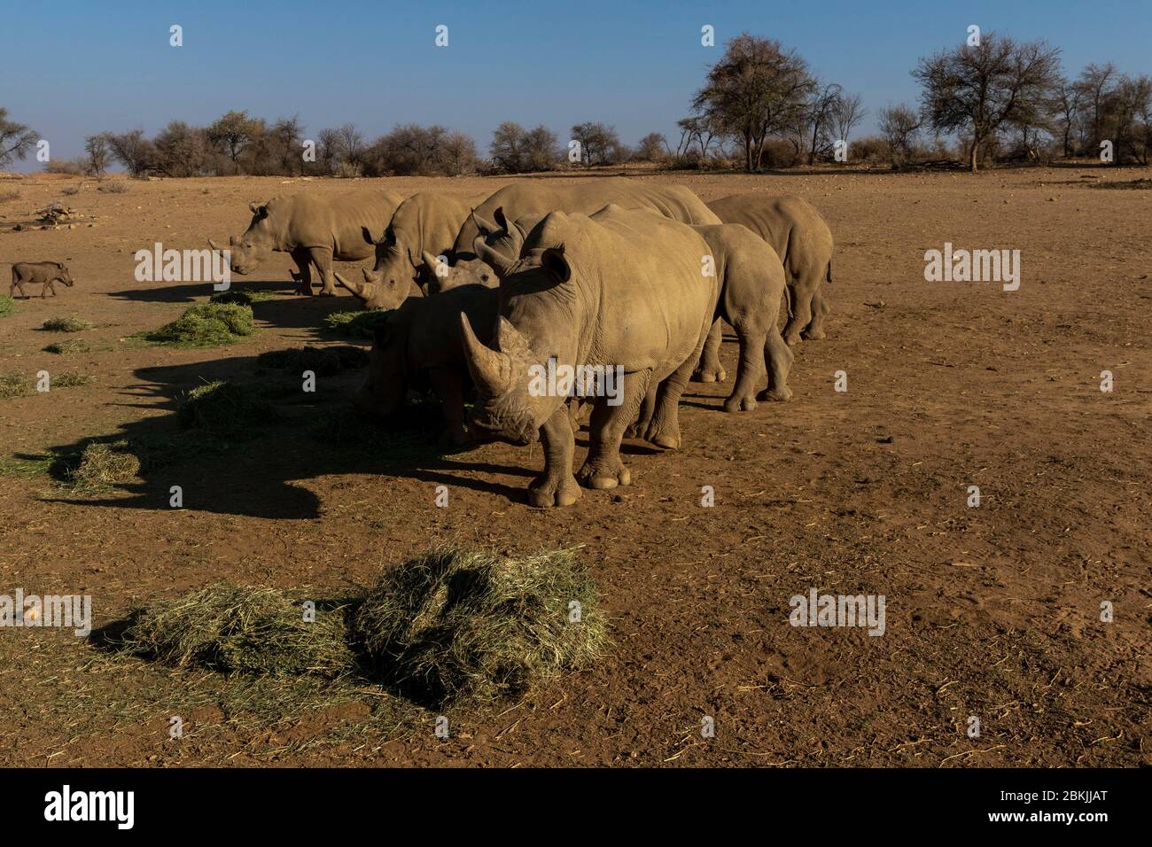 Namibia, Private reserve, White rhinoceros or square-lipped rhinoceros (Ceratotherium simum) , Adults and youngs, Rescue center, captive Stock Photo