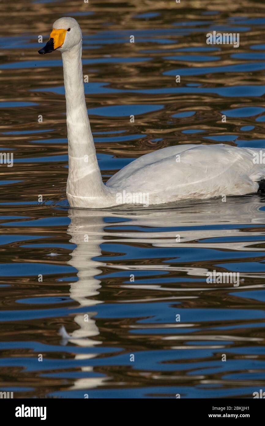 China, Henan ptovince, Sanmenxia, Whooper swan (Cygnus cygnus), Stock Photo