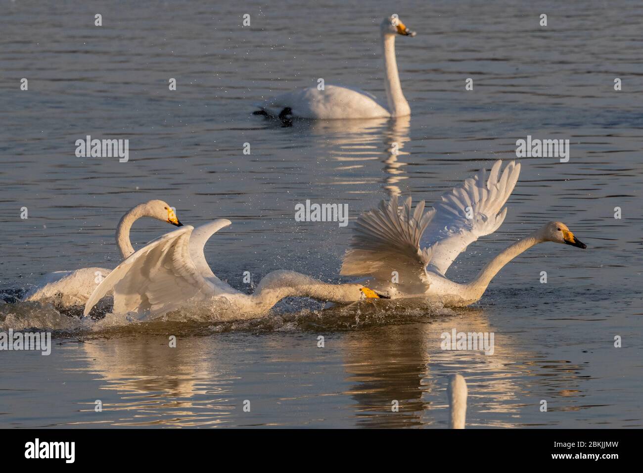 China, Henan ptovince, Sanmenxia, Whooper swan (Cygnus cygnus), Stock Photo