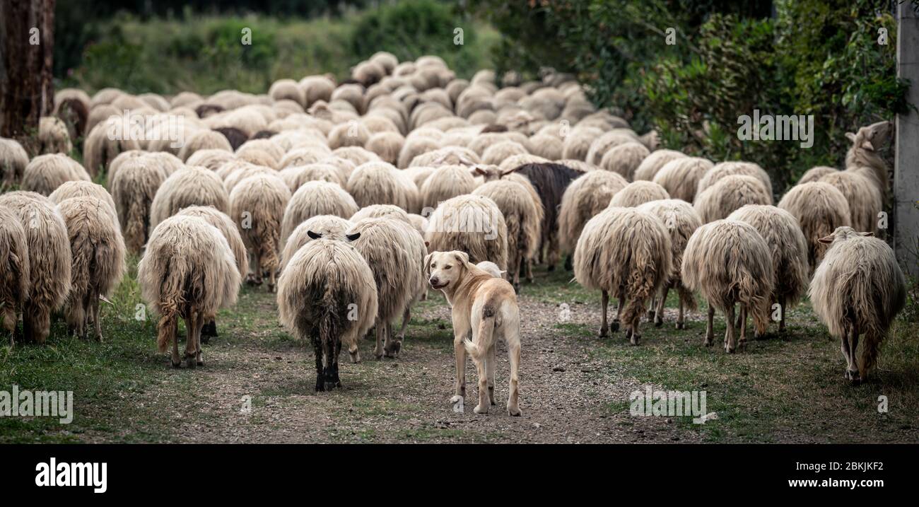 A shepherd dog with sardinian sheep of autochthonous breed in the Ogliastra region, Sardinia, Italy, Europe Stock Photo