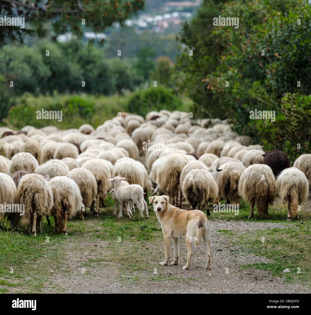 A shepherd dog with sardinian sheep of autochthonous breed in the Ogliastra region, Sardinia, Italy, Europe Stock Photo