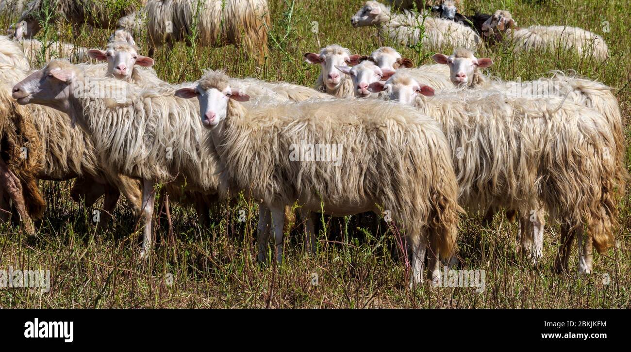 Sardinian sheep of autochthonous breed in the Ogliastra region, Sardinia, Italy, Europe Stock Photo
