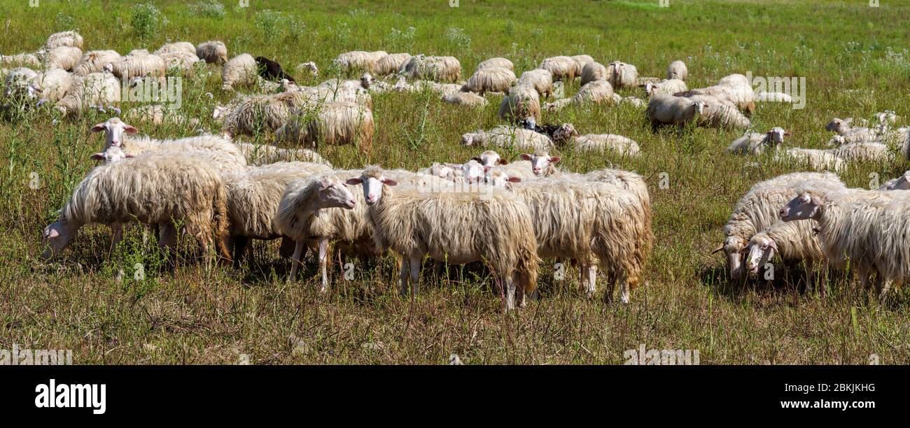 Sardinian sheep of autochthonous breed in the Ogliastra region, Sardinia, Italy, Europe Stock Photo
