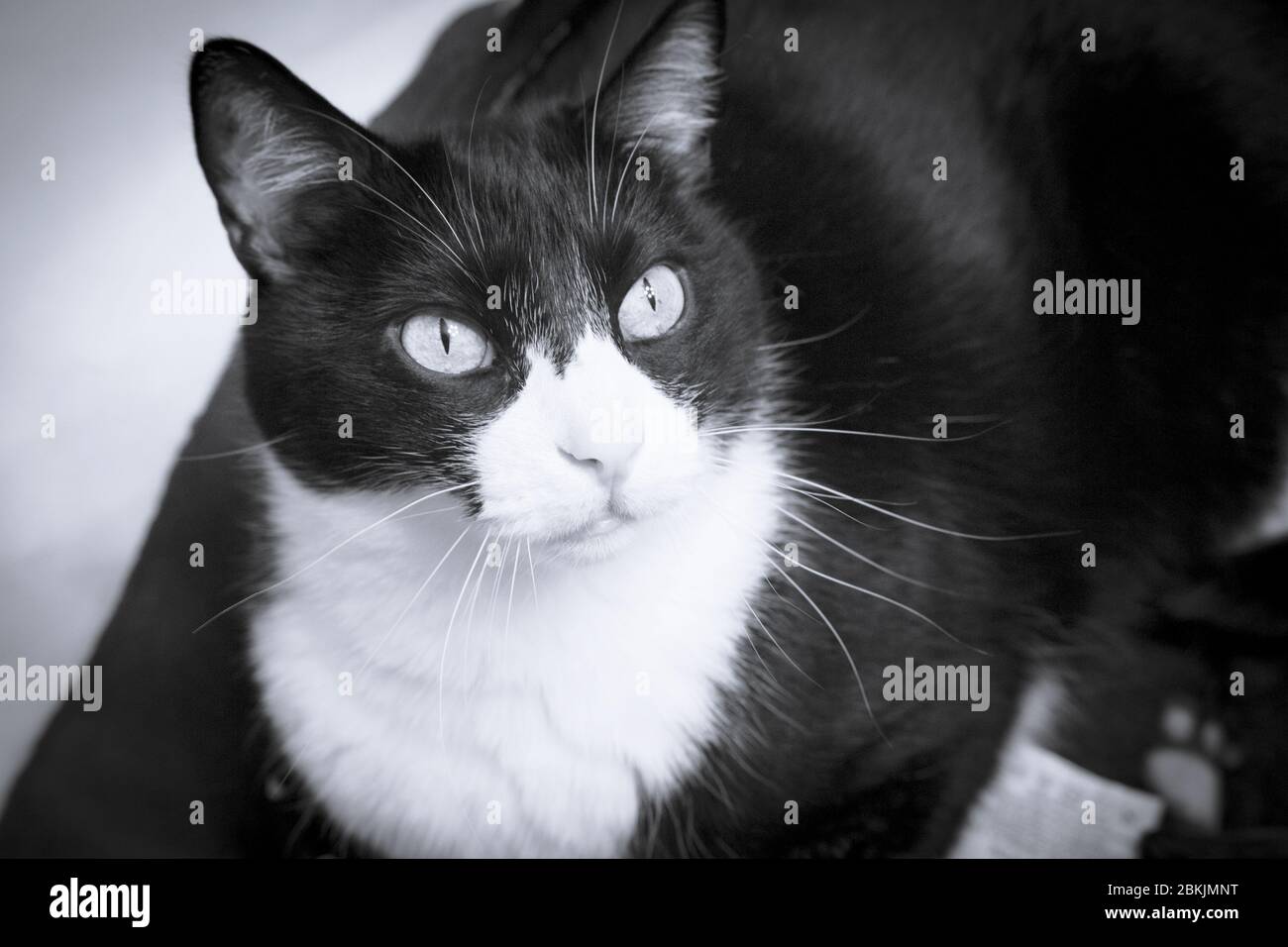 Black and white cat with alert expression. No people Stock Photo - Alamy