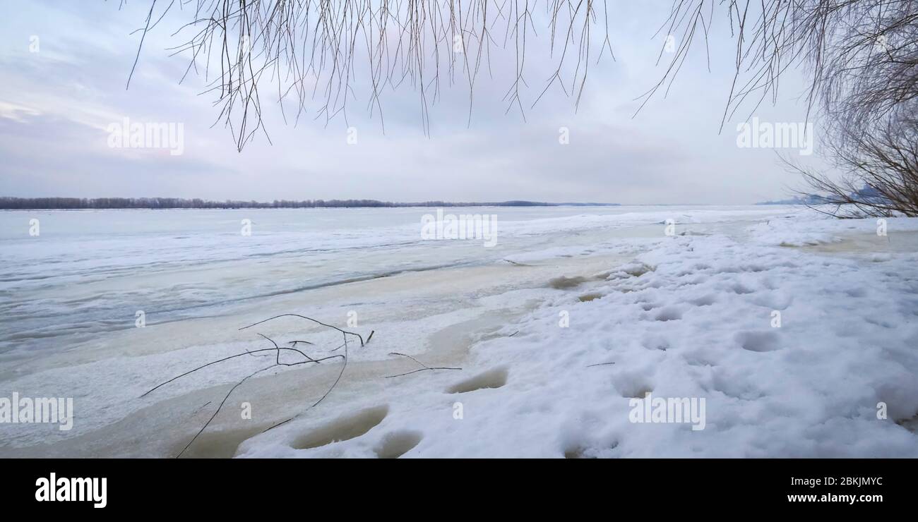 Winter landscape at dawn, riverbank of a frozen ice. Hanging tree ...
