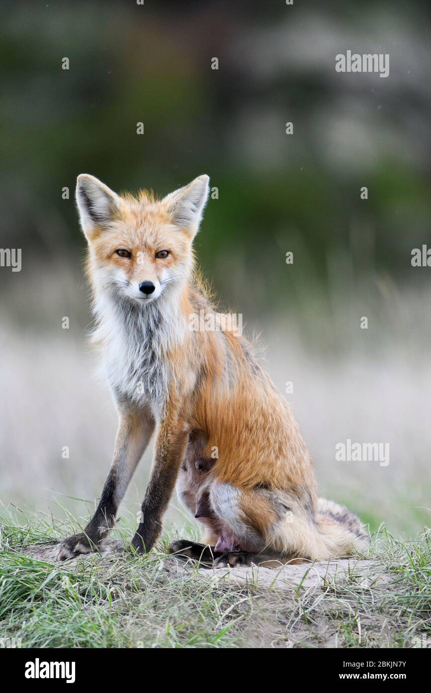 Red Fox (Vulpes vulpes) vixen, Montana USA Stock Photo