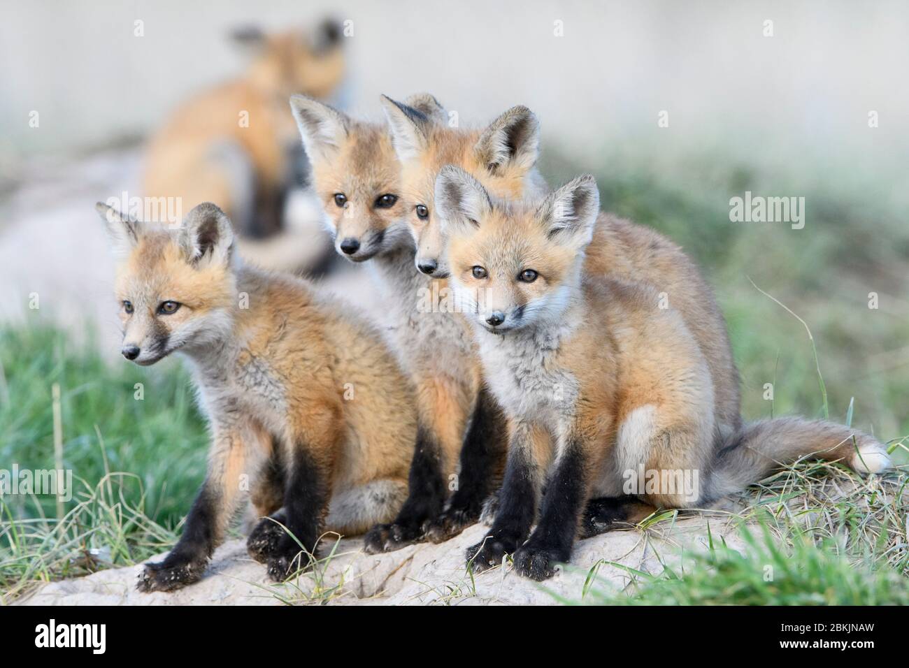Red Fox (Vulpes vulpes) kits, Montana USA Stock Photo