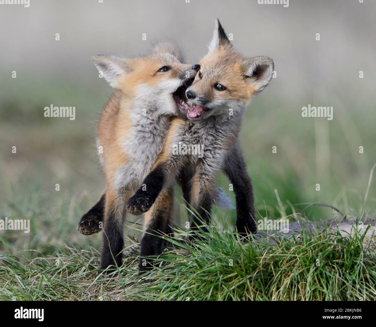 Playing Red Fox (Vulpes vulpes) kits, Montana USA Stock Photo
