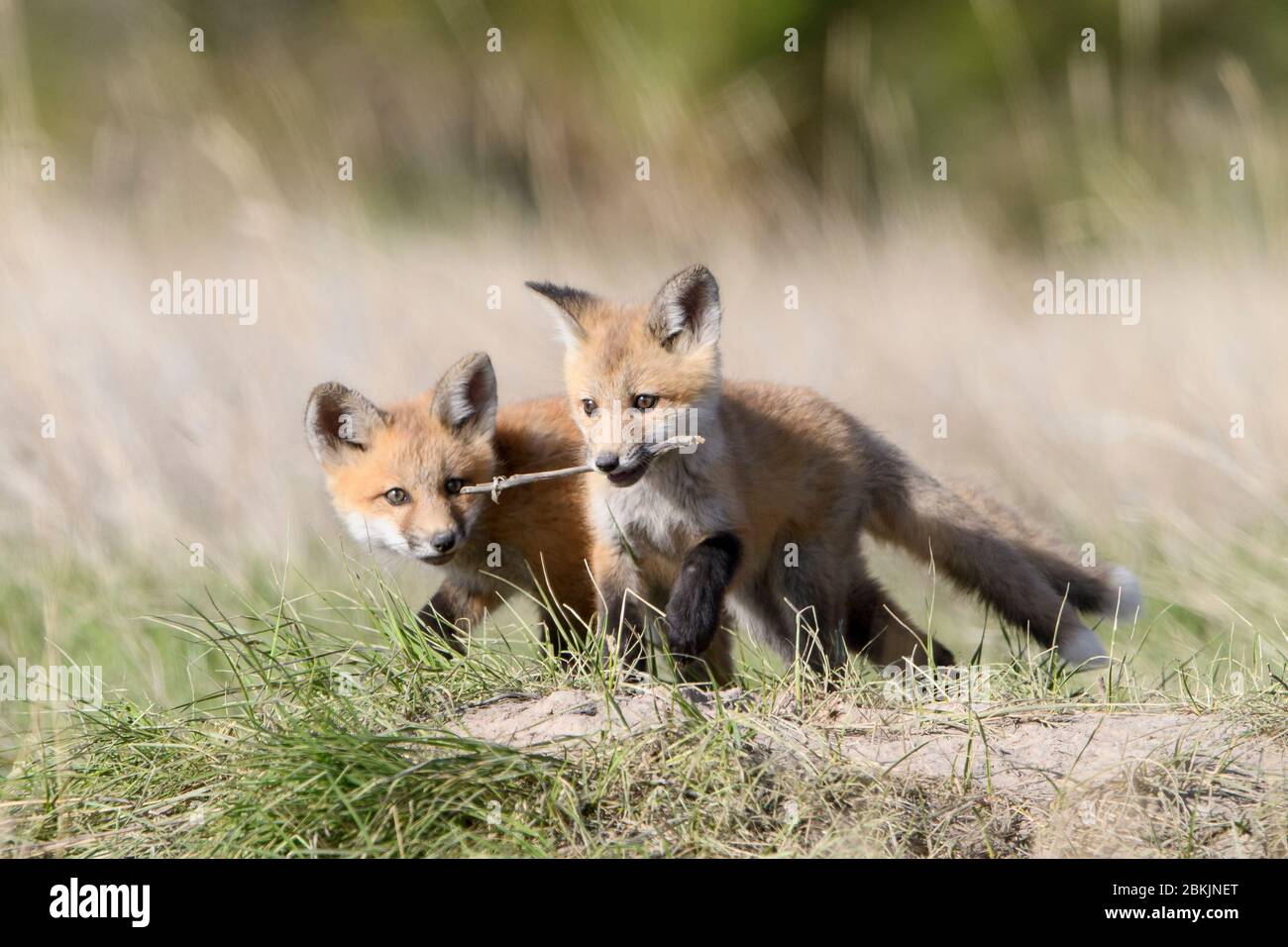 Red Fox (Vulpes vulpes) kits playing with a stick, Montana USA Stock Photo