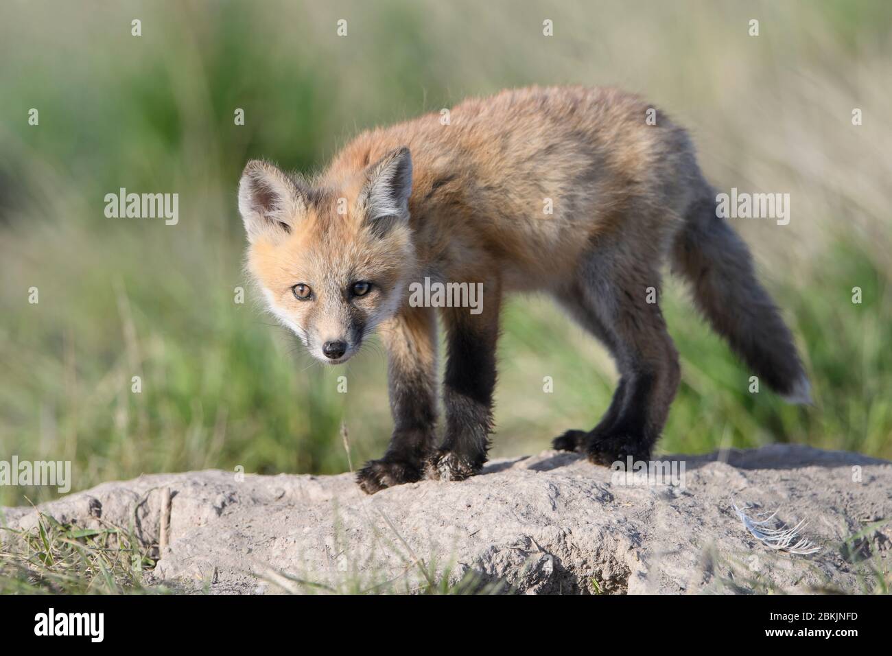 Red Fox (Vulpes vulpes) kit, Montana USA Stock Photo