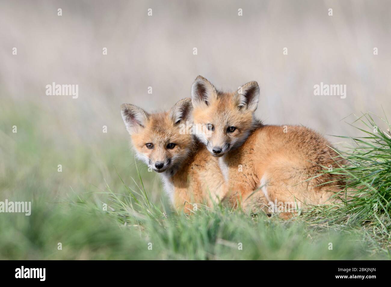 Red Fox (Vulpes vulpes) kits, Montana USA Stock Photo