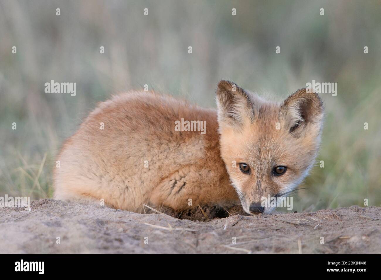 Curled up Red Fox (Vulpes vulpes) kit, Montana USA Stock Photo