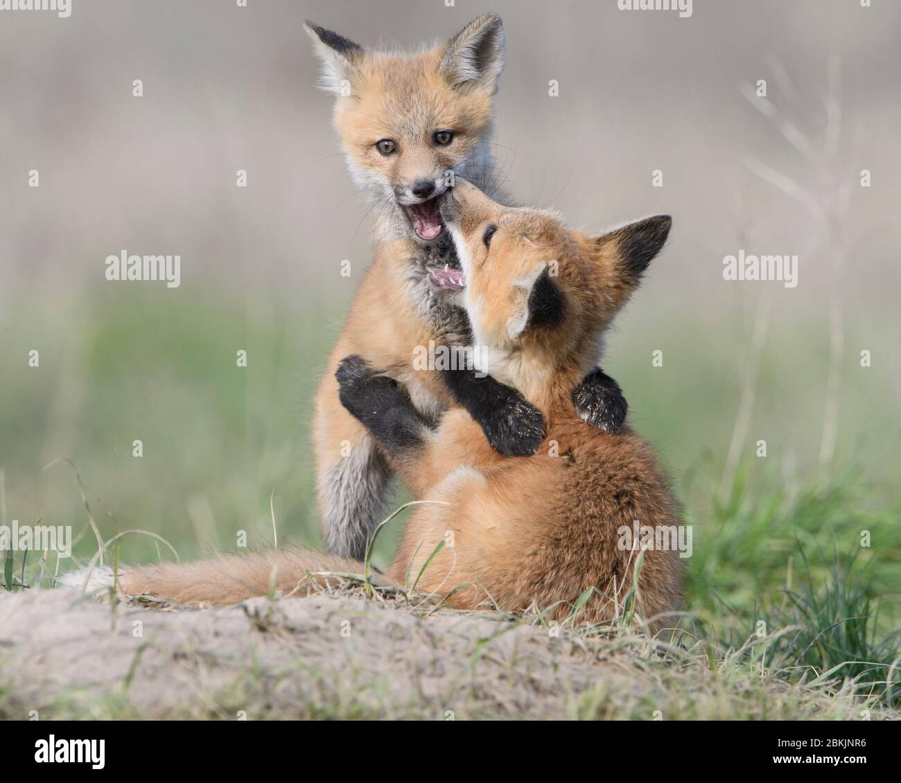 Playing Red Fox (Vulpes vulpes) kits, Montana  USA Stock Photo