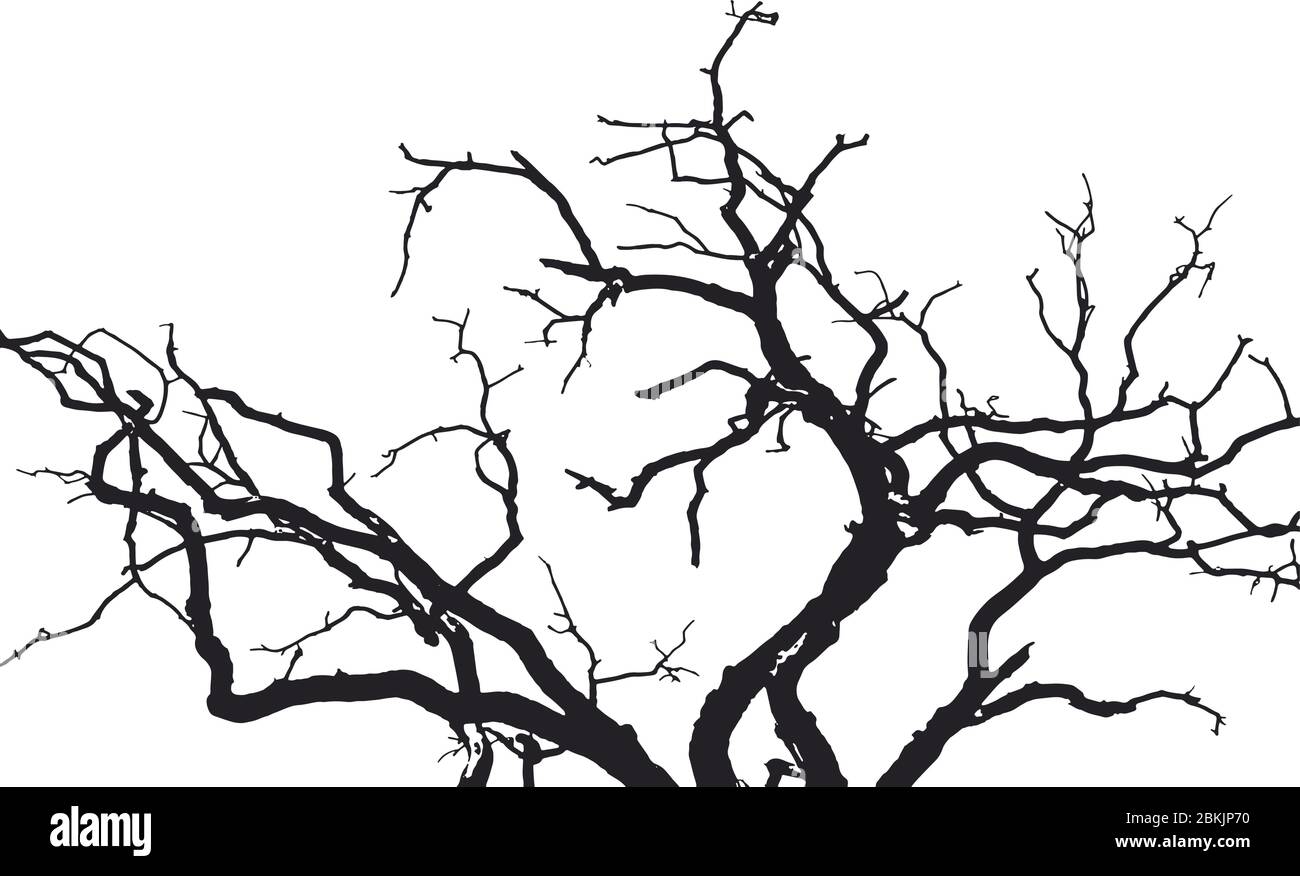 Tree Branches Silhouette Stock Vector Image Art Alamy