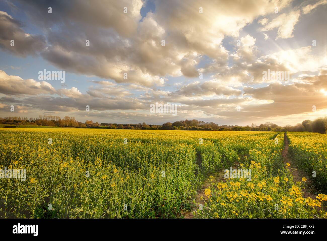 Sunset landscape over rapeseed crops in rural Norfolk. Beautiful clouds and natural light over tracks through a crop field. Stock Photo