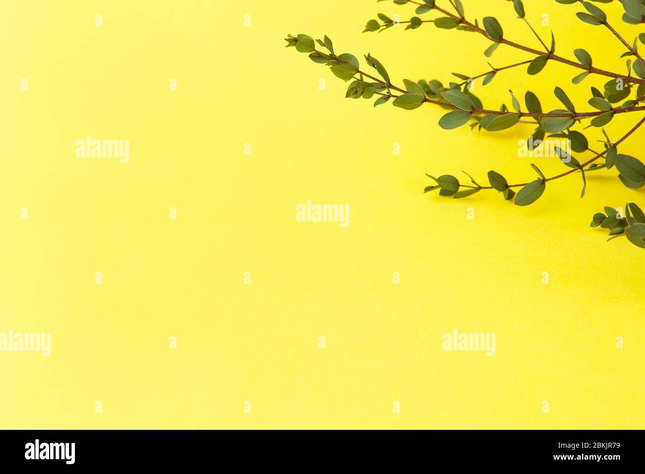 Sprigs of small eucalyptus Parvifolia on bright yellow background. Copy space, top view, flat lay. Eco concept, decoration by plants. Minimal style. H Stock Photo