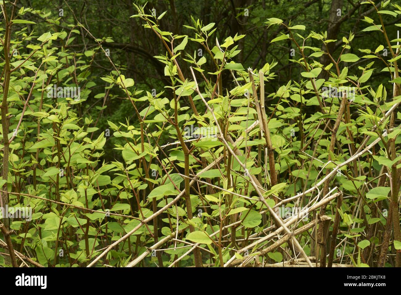 Japanese knotweed fallopia japonica growing in the UK. Stock Photo