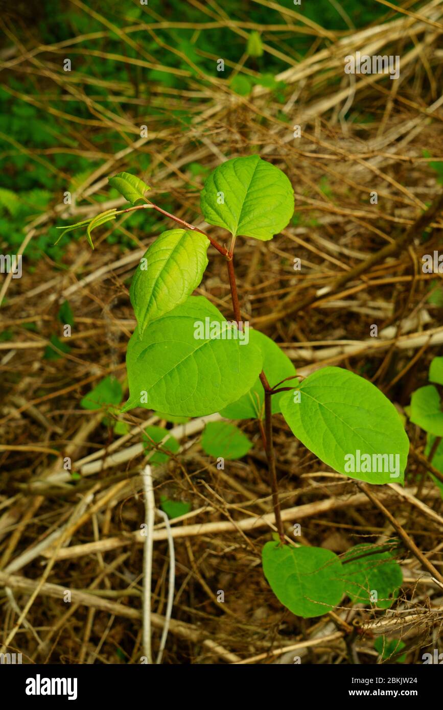 Japanese knotweed fallopia japonica growing in the UK. Stock Photo