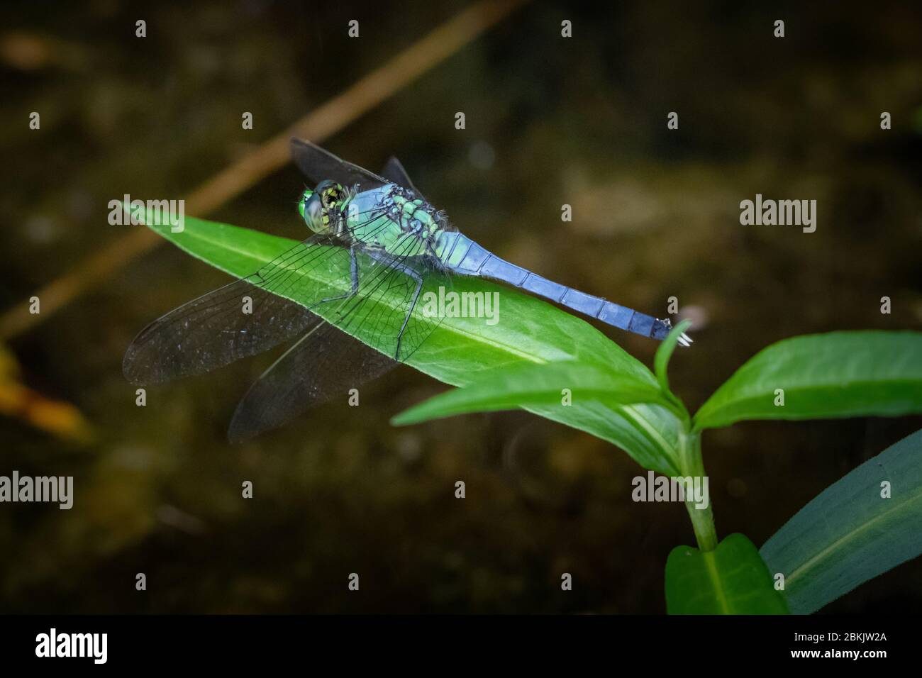 A blue dasher dragonfly rests in natural surroundings at a lake in ...
