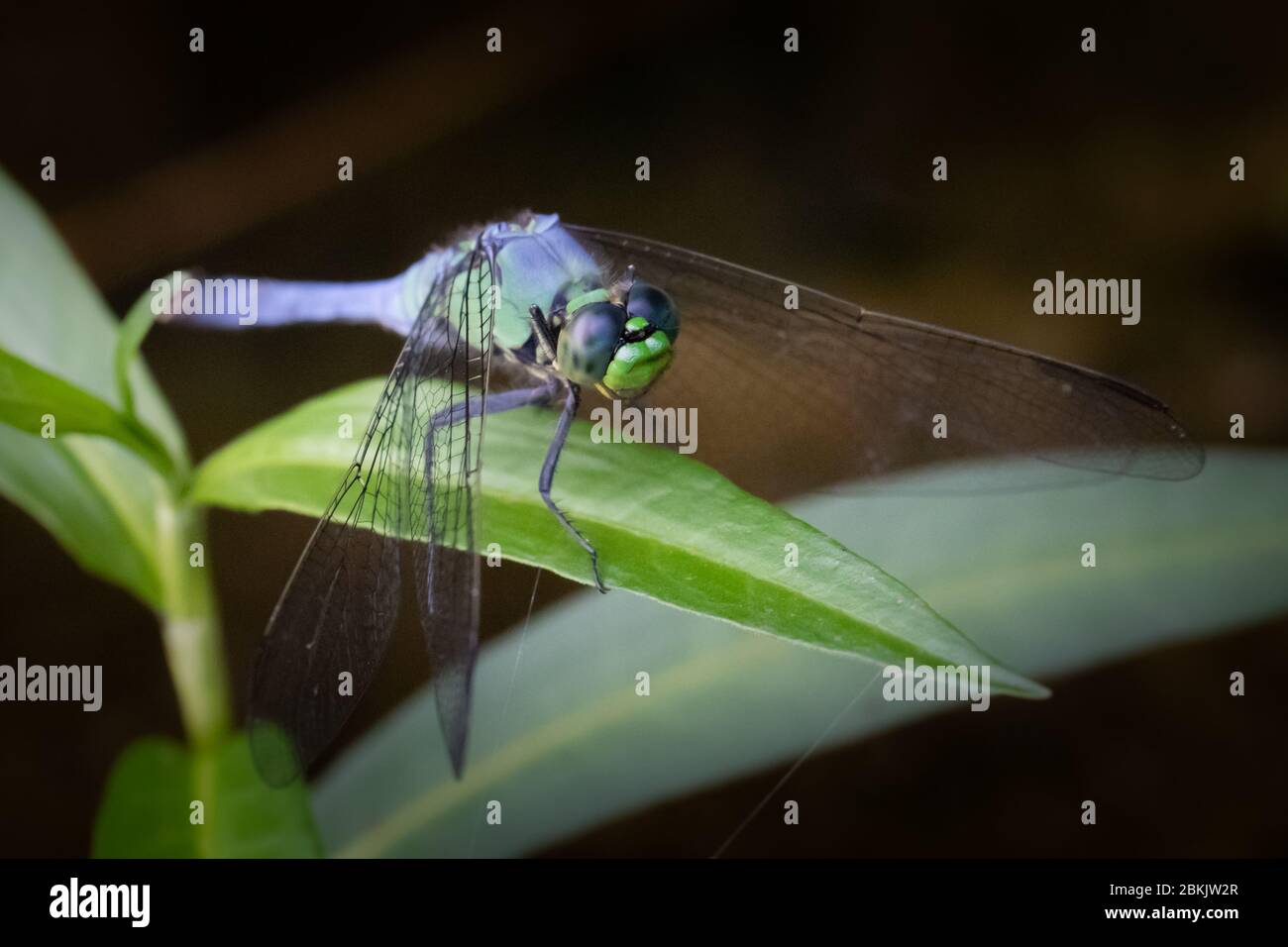A blue dasher dragonfly perches on a leafy plant at a lake in eastern ...