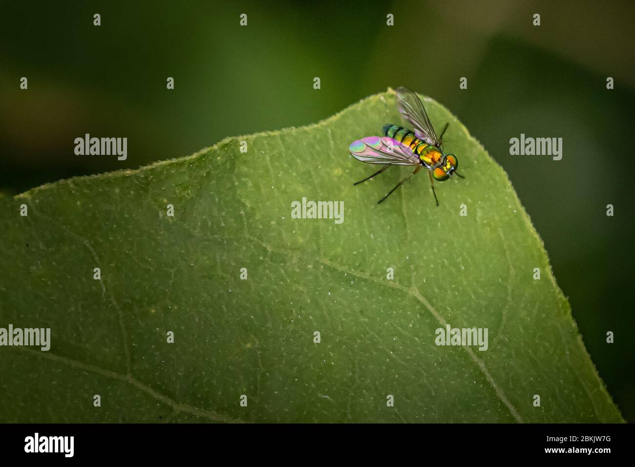 A long legged fly perches on a leaf in front of a dark blurred background Stock Photo