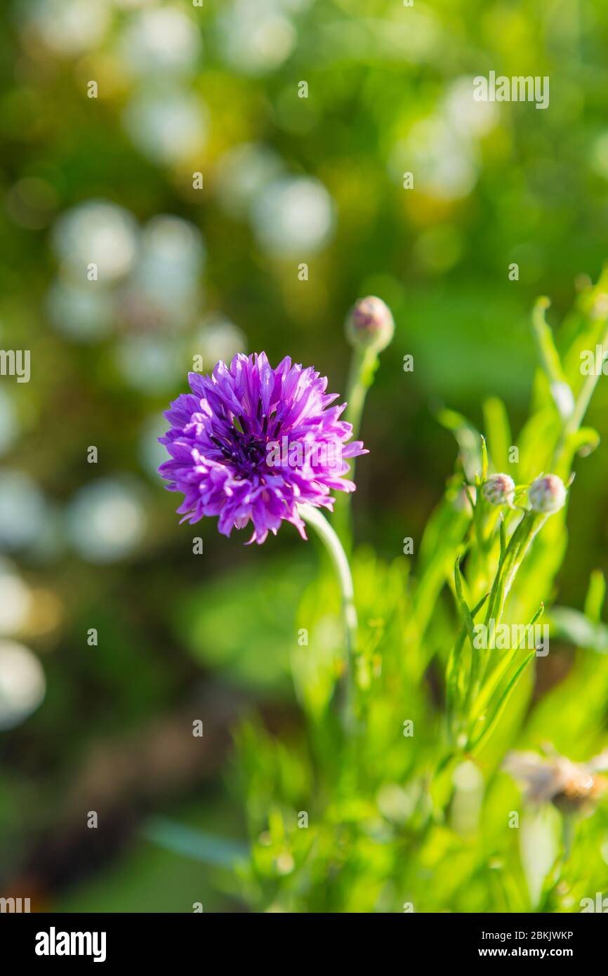 Plant of roadside verges hi-res stock photography and images - Alamy