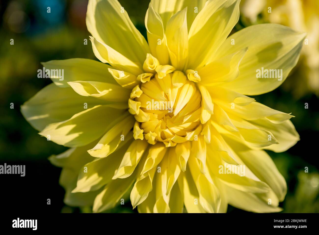 Beautiful Yellow Dahlia Flower And Water Drop In Garden Blooming Garden Summer September Landscape The Future Harvest Of Honey Floral Background Or Stock Photo Alamy Beautiful Yellow Dahlia Flower And Water Drop In Garden Blooming Garden Summer September Landscape The Future Harvest Of Honey Floral Background Or Stock Photo Alamy