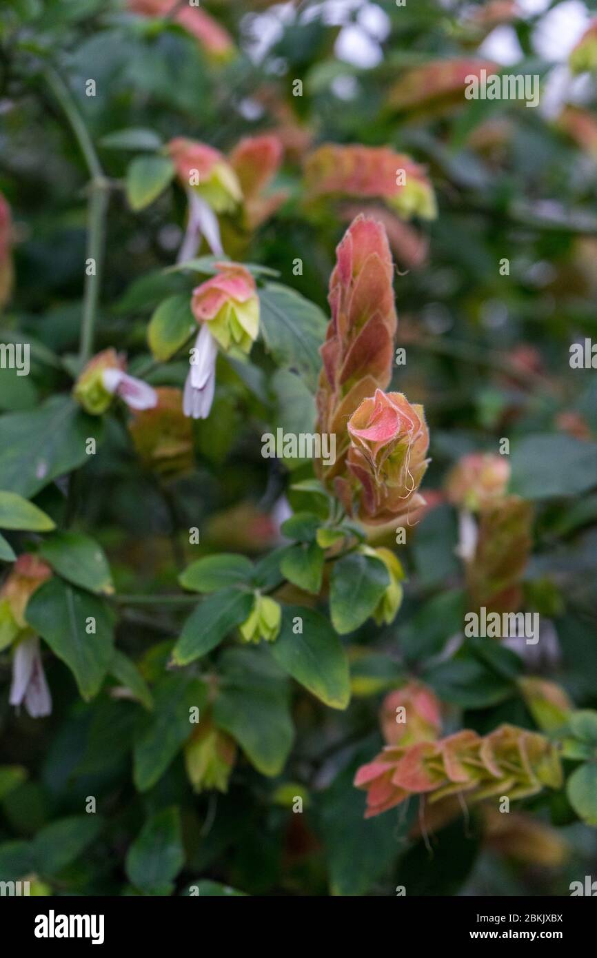 flowers of Justicia brandegeeana in blooming. evergreen shrub Mexican shrimp plant, shrimp plant or false hop close-up with soft blurred focus. Stock Photo