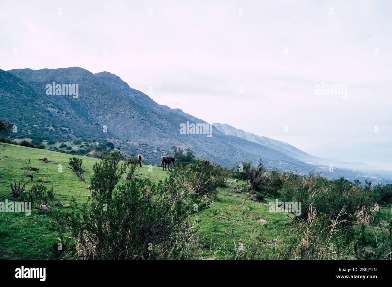 Grazing horses on a meadow in Patagonia Stock Photo