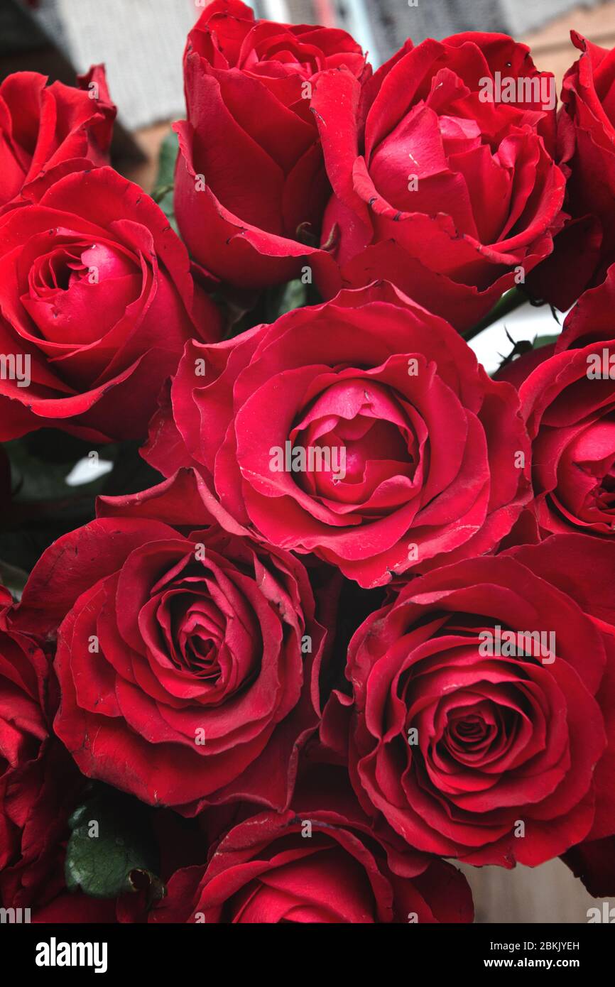 Red roses bouquet as a gift, greeting card template Stock Photo - Alamy