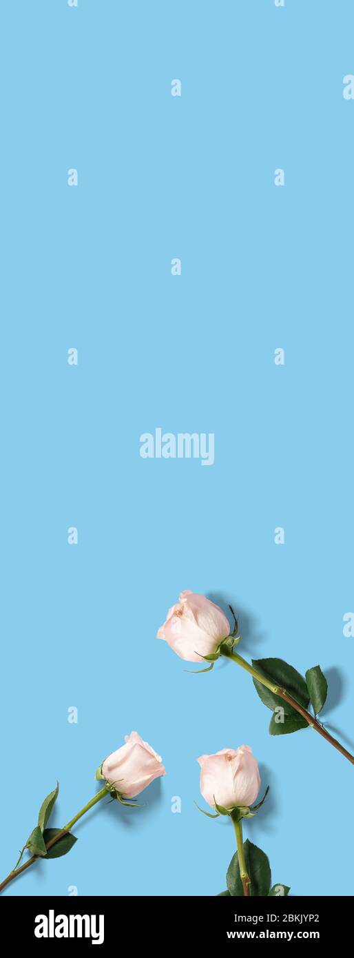 vertical light blue color banner with pink roses Stock Photo - Alamy