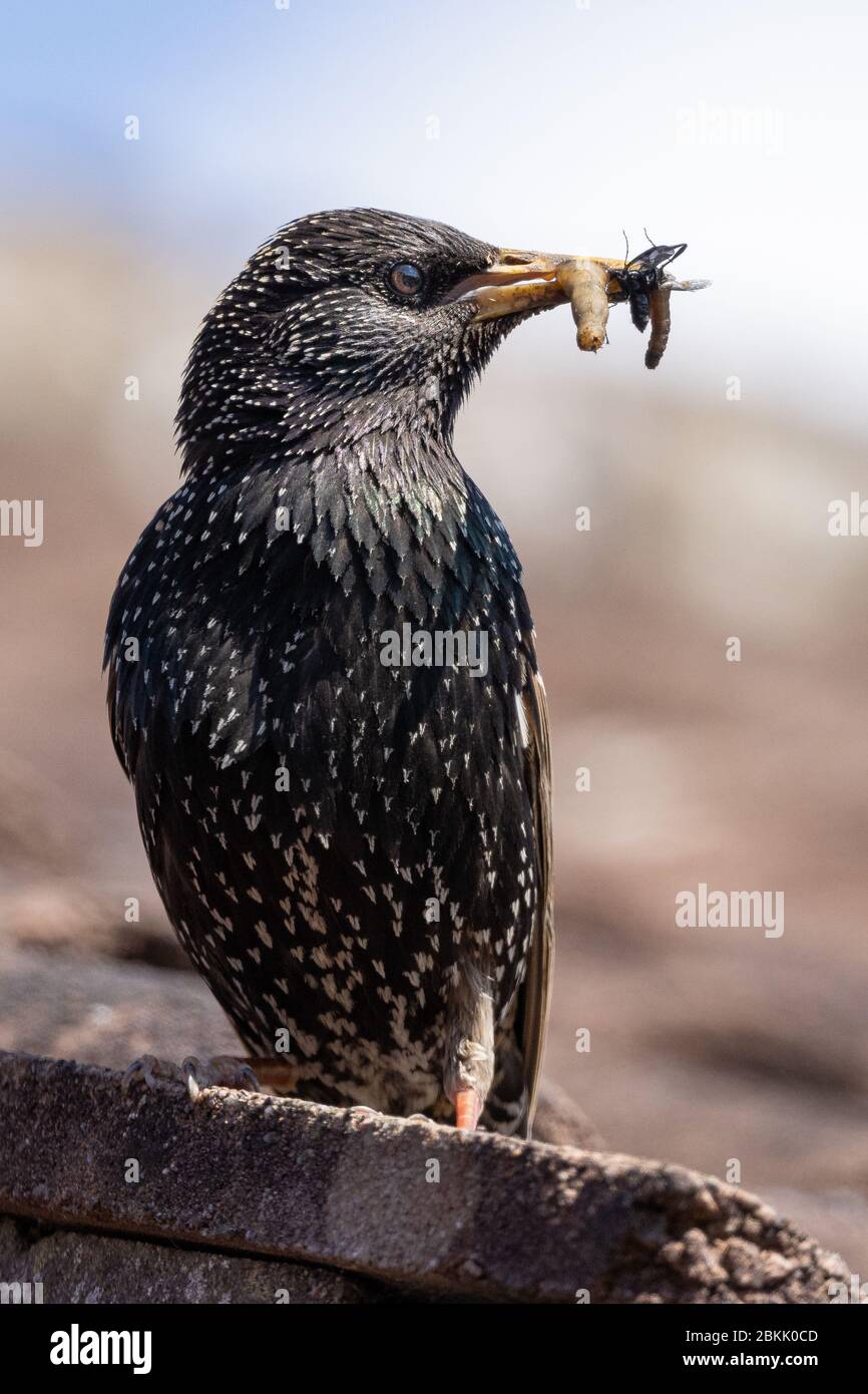 An adult starling with a mouth full of grubs and insects, pauses before returning to its nest to feed its hungry young, in the roof space of a garage. Stock Photo