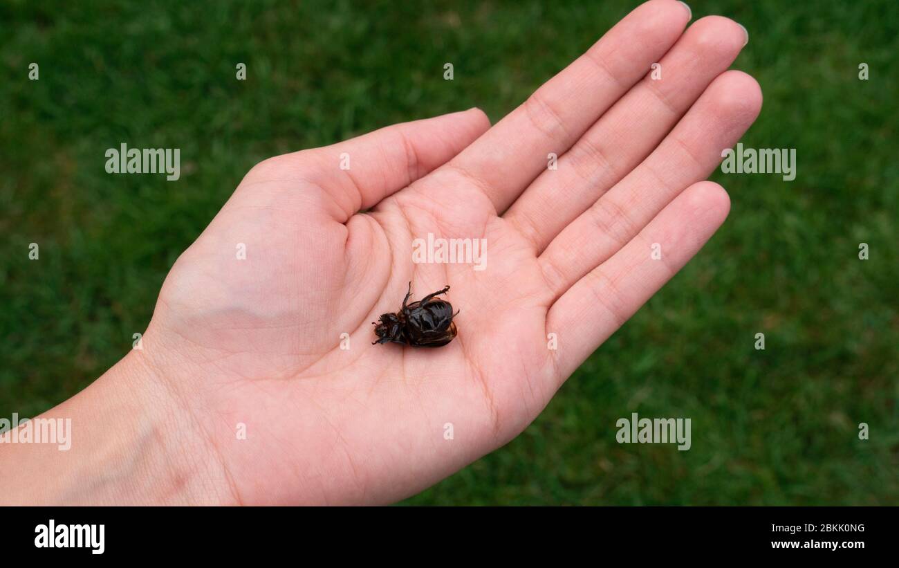 Coconut rhinoceros beetle (Oryctes rhinoceros). Big black bug in the ...