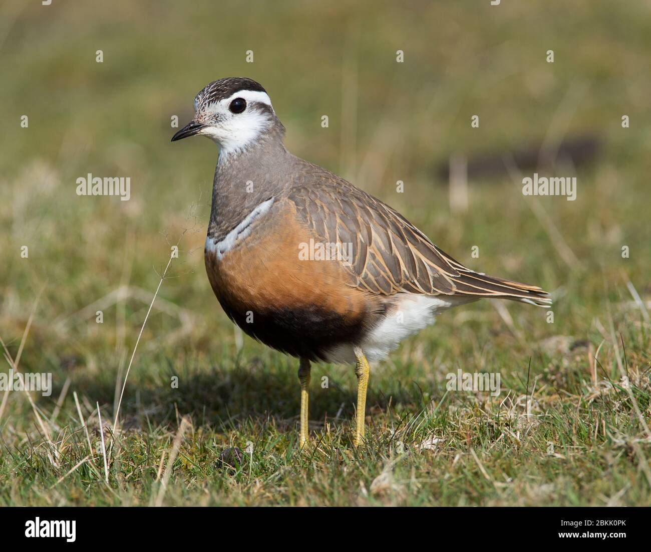 Close up of a Dotterel Charadrius morinellus on a Peak District Moorland in Spring on passage to Scotland Stock Photo