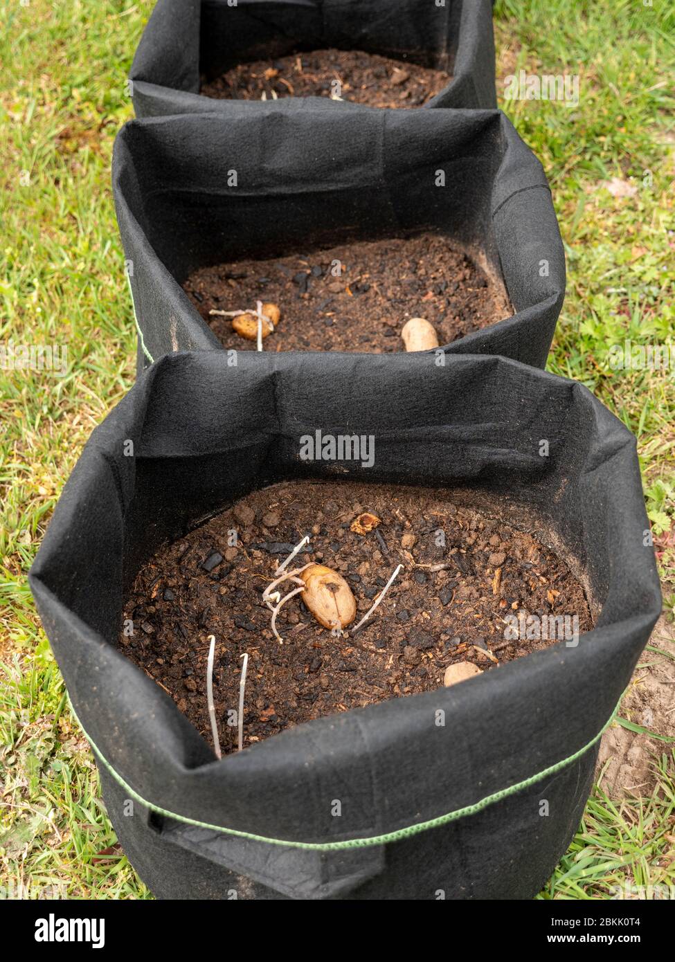 Potatoes planted in a grow bag Stock Photo
