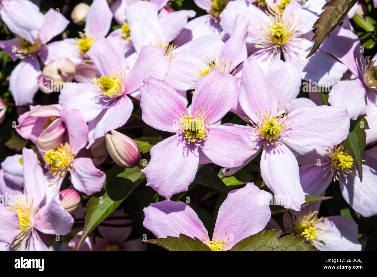 A close up of the tightly clustered pink flowers of Clematis montana open in the spring sunshine Stock Photo