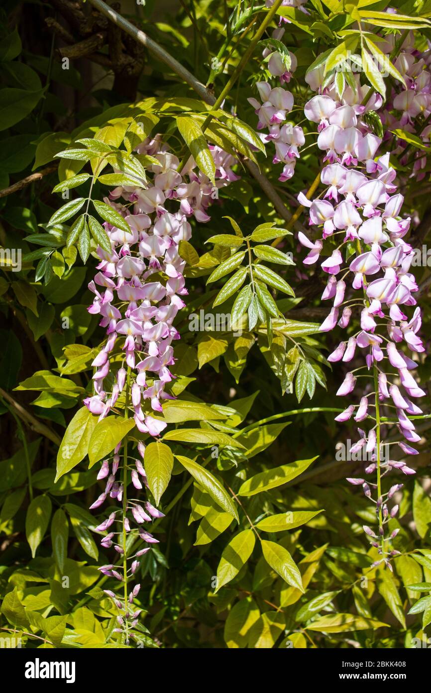 Pale light mauve wisteria racemes of flowers surrounded by green leaves  in spring sunshine Stock Photo