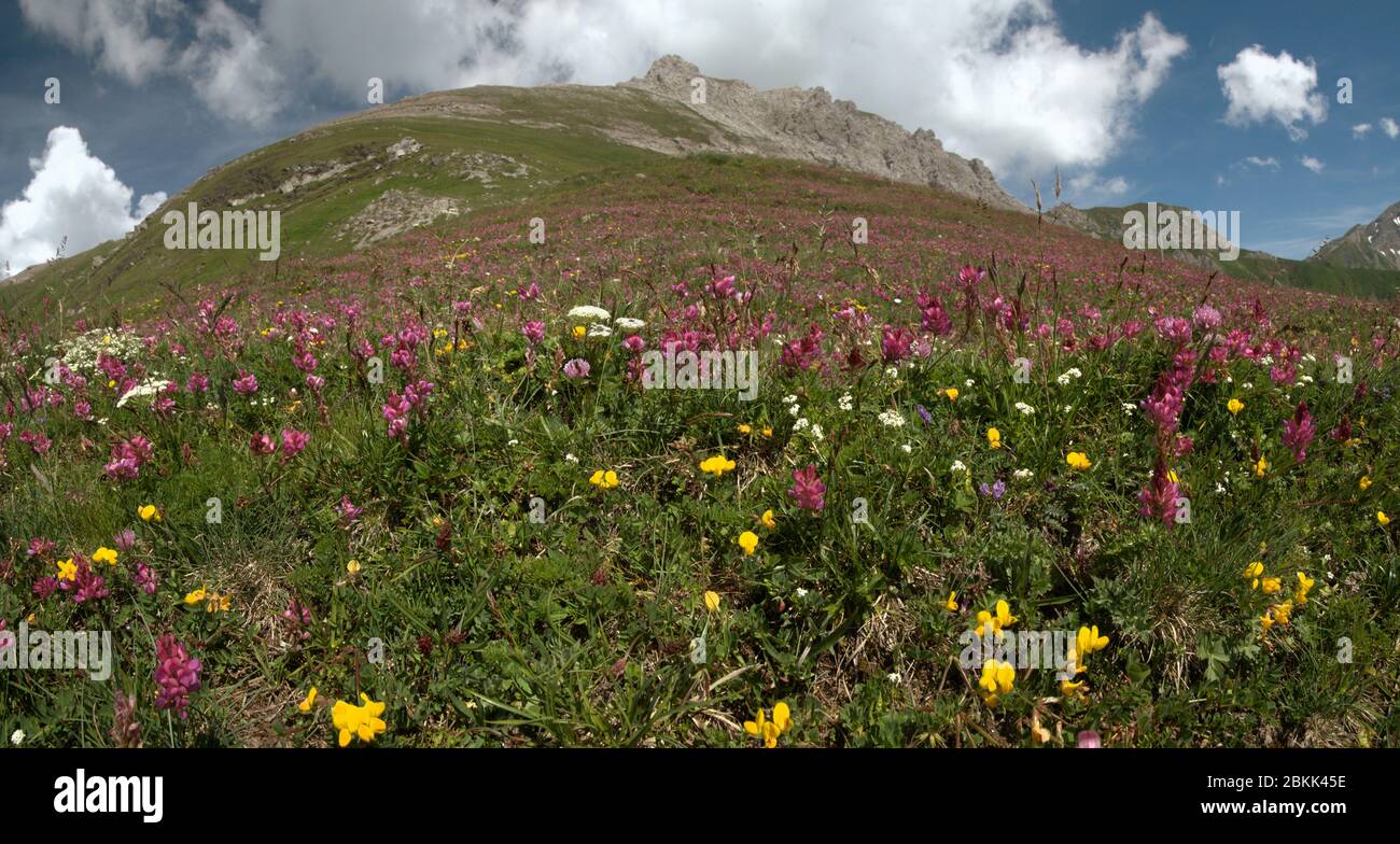 Alpine sainfoin (Hedysarum hedysaroides) filling alpine meadow in Malbun, Liechtenstein Stock Photo
